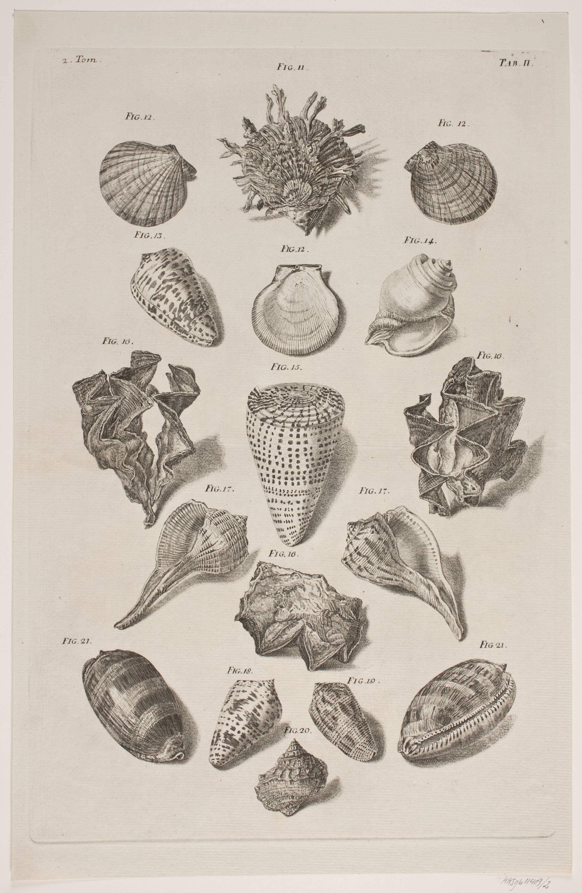 Konkylier. Planche 2, Franz Michael Regenfuss, 1758