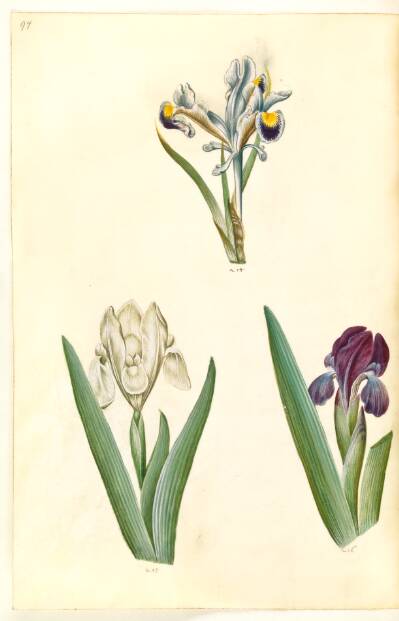 Iris persica (persisk iris); Iris lutescens eller Iris pumila (?) (dværg-iris eller lav iris)