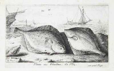 Skrubben (Flesius siue Fletelus)