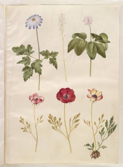 Anemone apennina (appenniner-anemone); Tiarella cordifolia (almindelig skumblomst); Anemone trifolia (trilling-anemone); Ranunculus asiaticus (have-ranunkel)