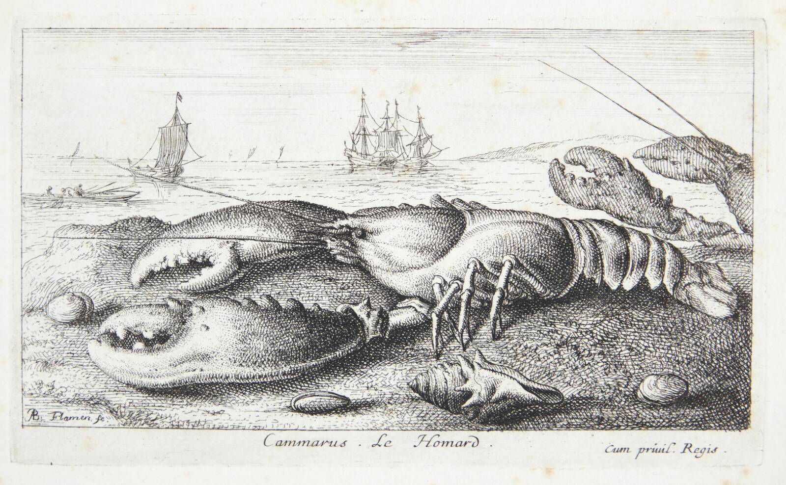 Hummeren (Camarus), Albert Flamen, 1620-1669