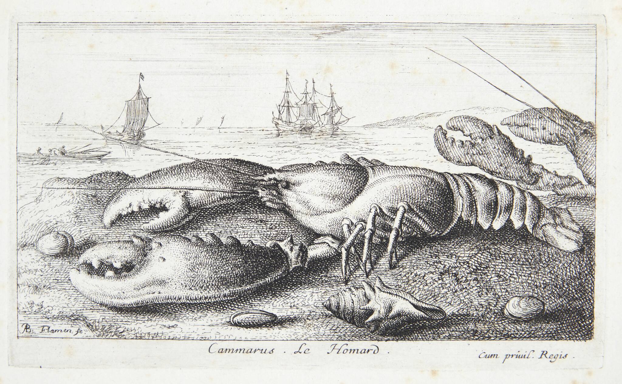 Hummeren (Camarus)