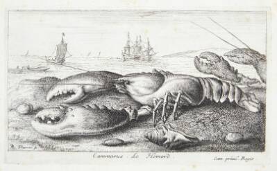 Hummeren (Camarus)