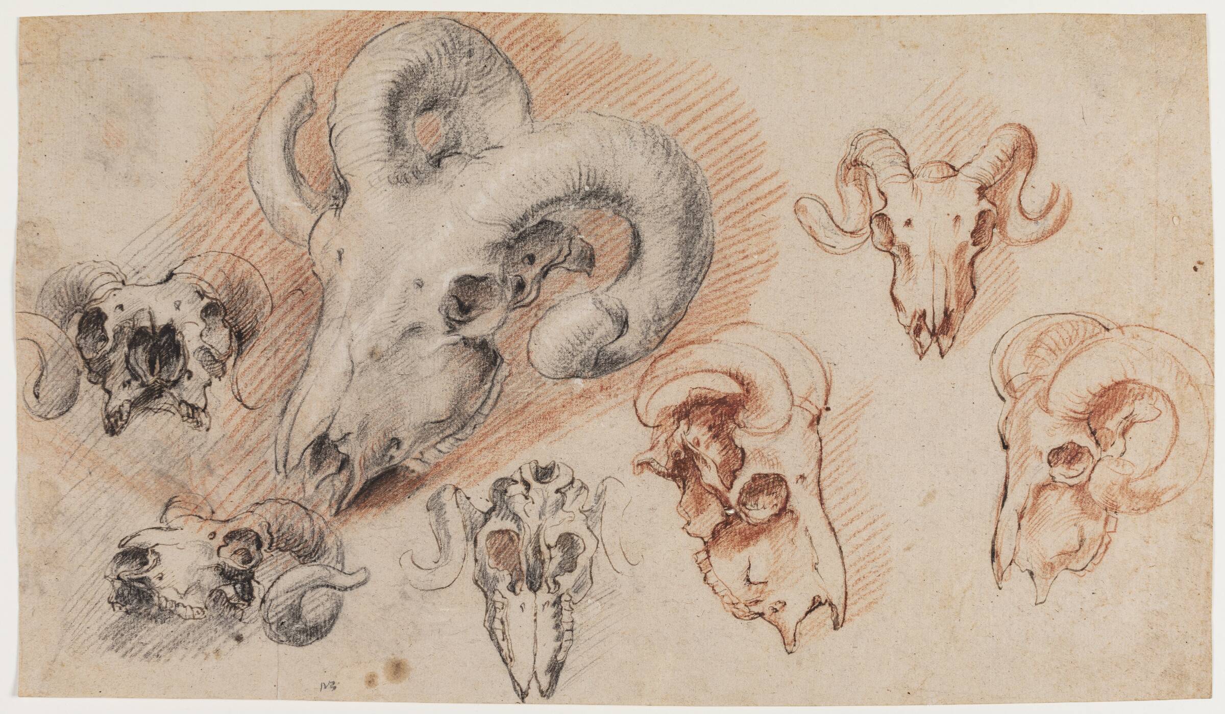 Syv studier af et kranie fra en buk, Willem Panneels, 1628-1630