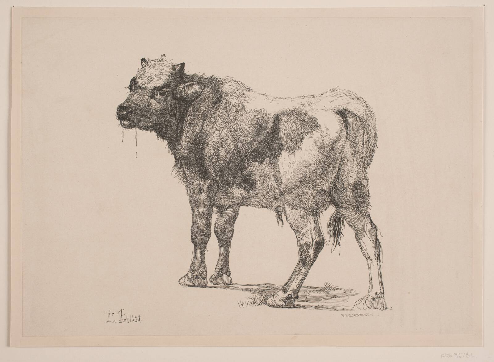 Stående Tyrekalv, Ubekendt, 1847-1938