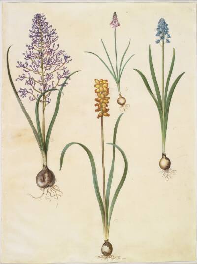 Muscari comosum (fjerhyacint); Scilla autumnalis (høst-skilla); Hyacinthoides italica (italiensk klokkeskilla); Muscari macrocarpum (gul perlehyacint)