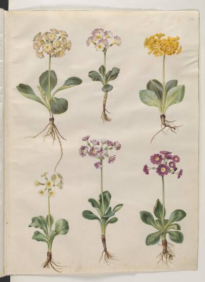 Primula ×pubescens Wulfen (have-aurikel)