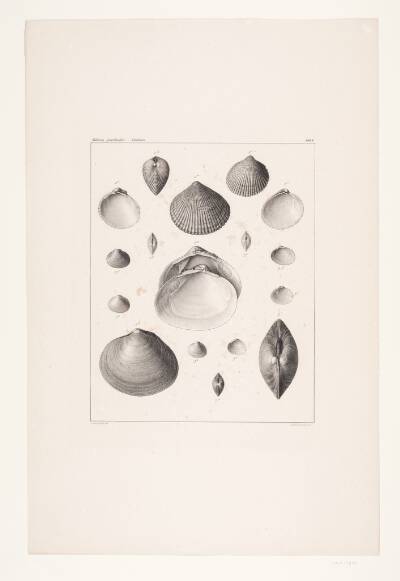 Mollusca grøndlandia, tavle I