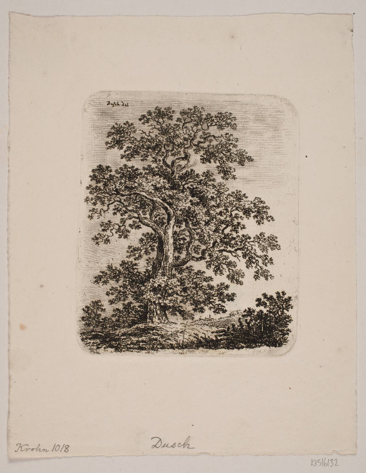 Et egetræ, by Anton Carl Dusch, 1760-1829