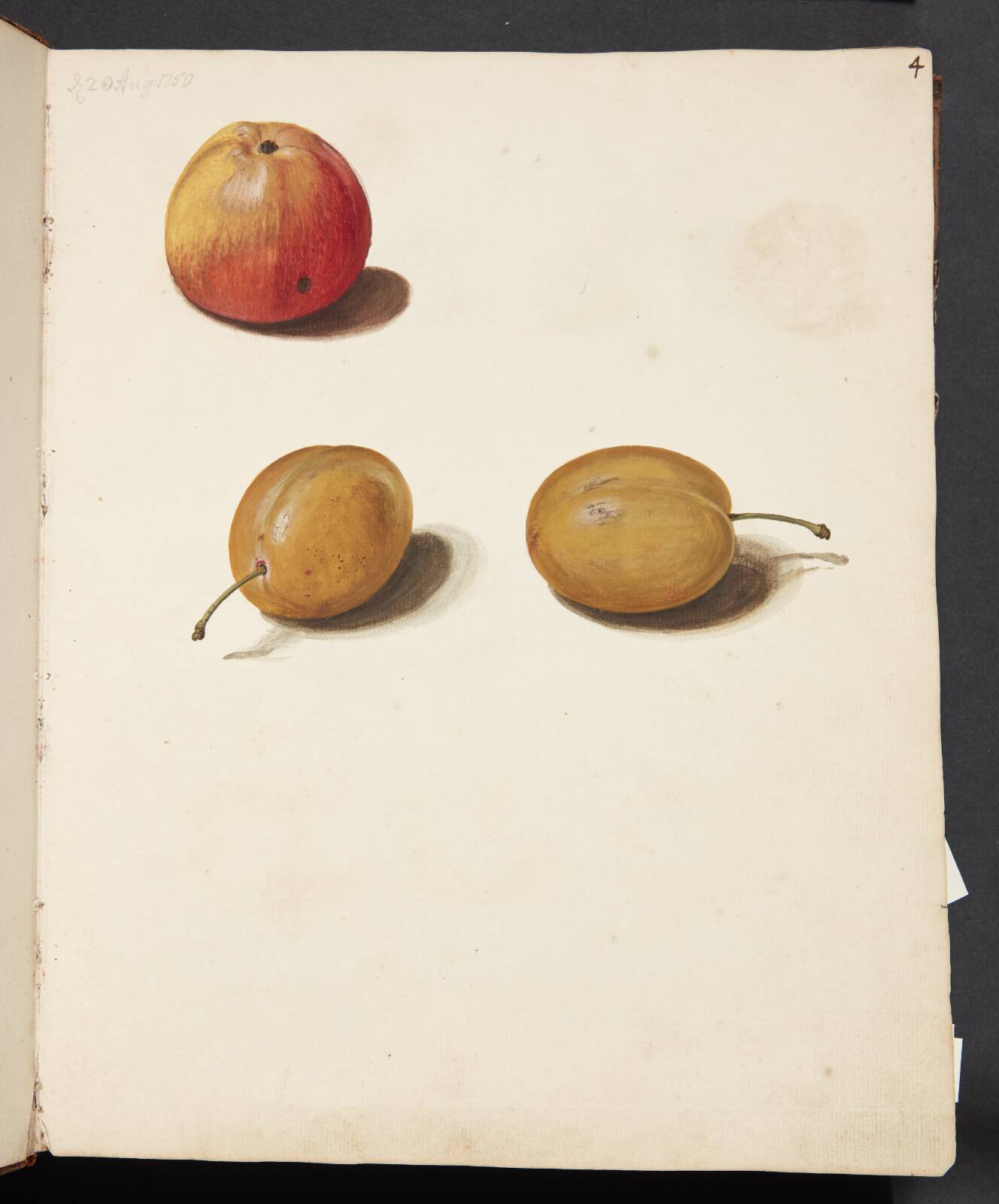 Studie af æble og blommer, by Johanna Fosie, 1750