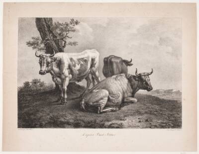 Tre køer