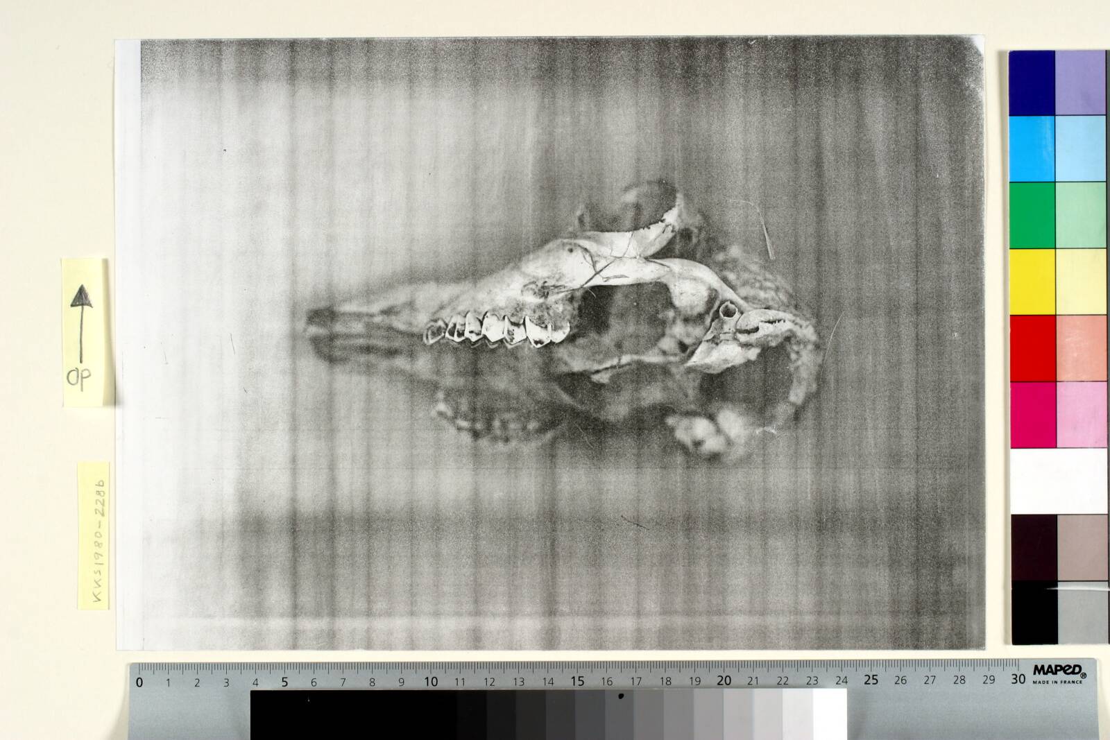 Fårekranium, Jørgen Rømer, 1980
