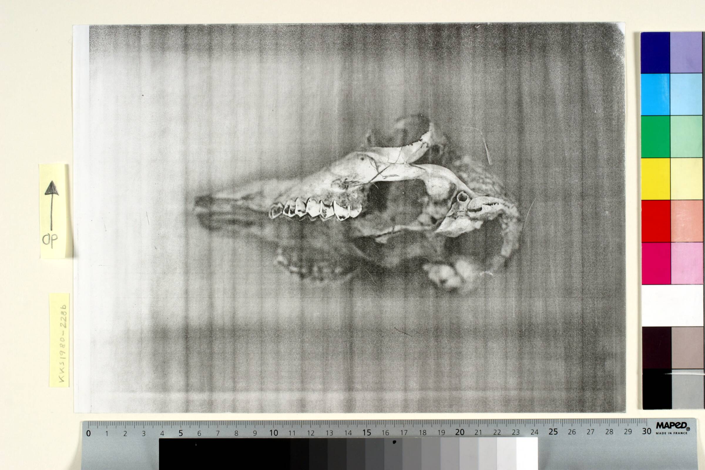 Fårekranium, Jørgen Rømer, 1980