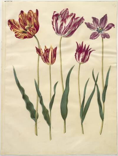 Tulipa gesneriana (have-tulipan)