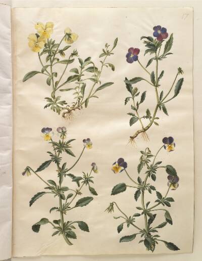 Viola cornuta (horn-viol); Viola tricolor (almindelig stedmoderblomst)