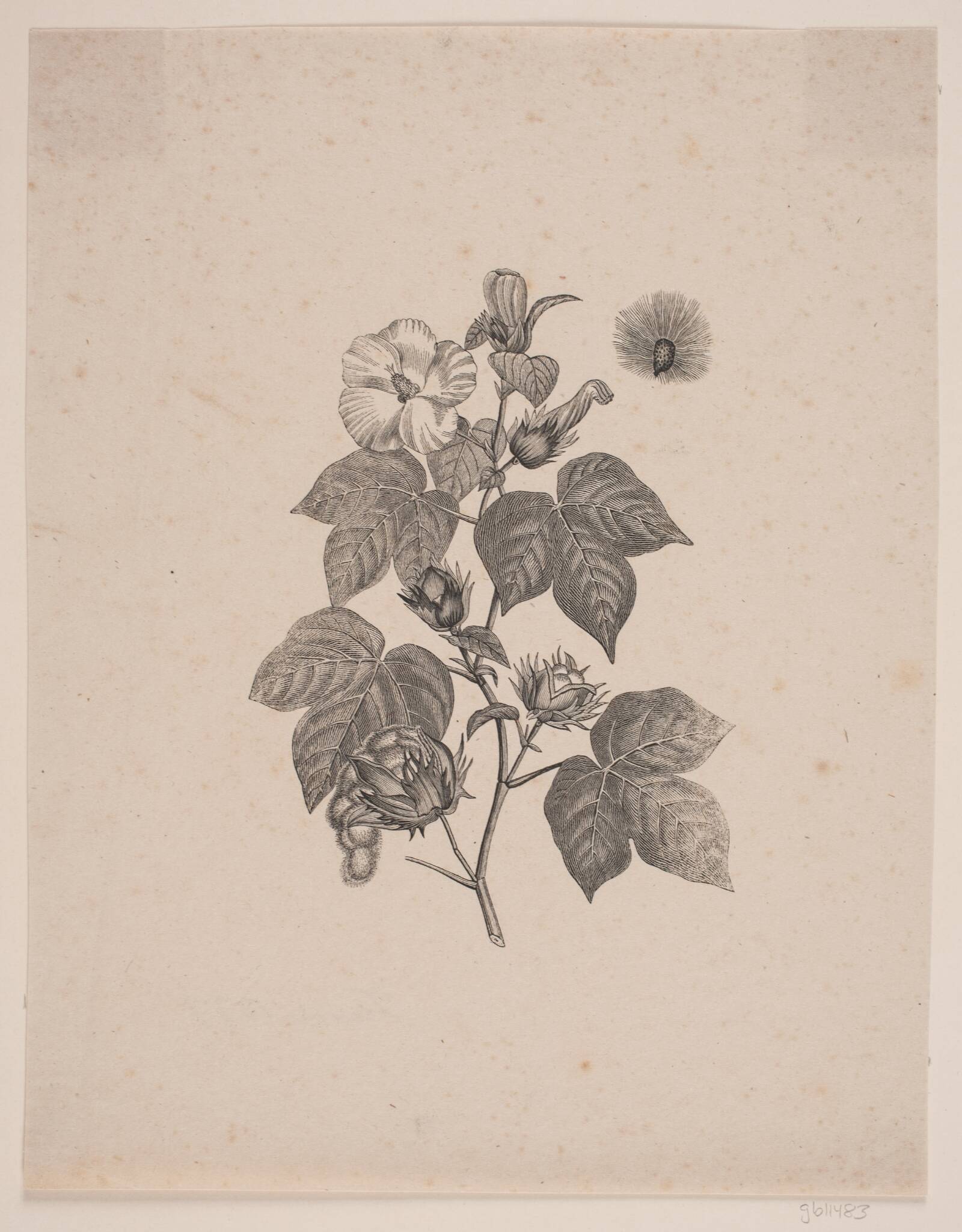 Bomuldsplante, Andreas Flinch, 1837