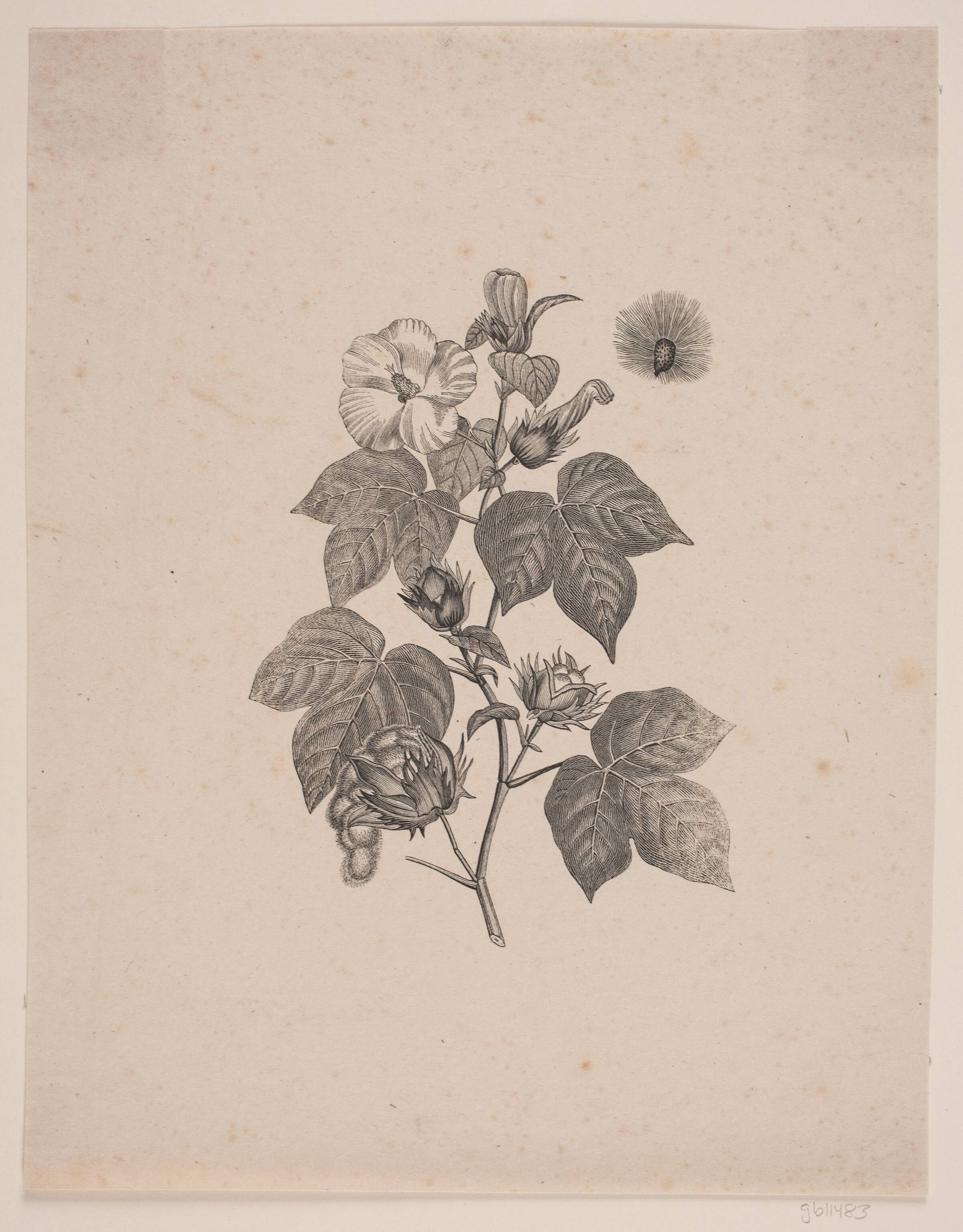 Bomuldsplante, Andreas Flinch, 1837