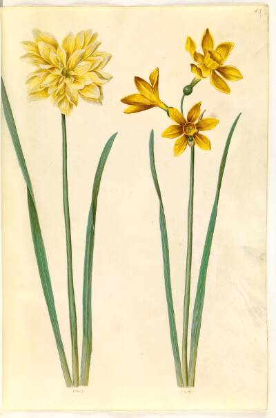Narcissus pseudonarcissus (påskelilje); Narcissus tazetta aureus (guld-tazet)