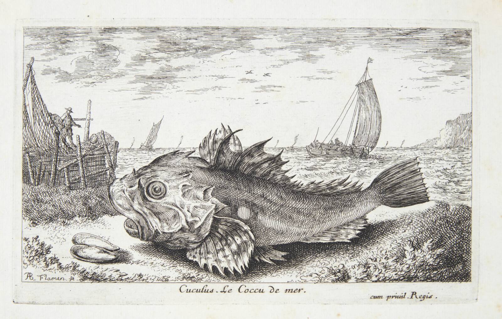 Knurhane (Cuculus), Albert Flamen, 1620-1669