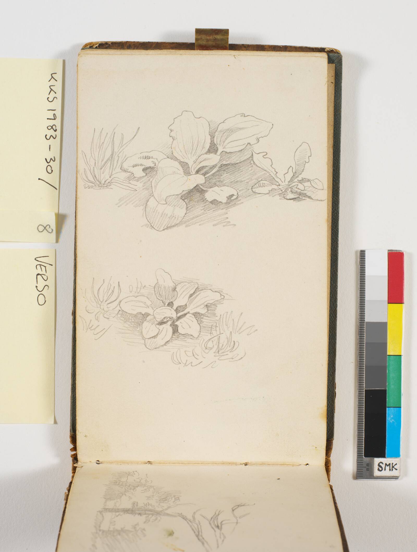 To plantestudier, P.C. Skovgaard, 1848