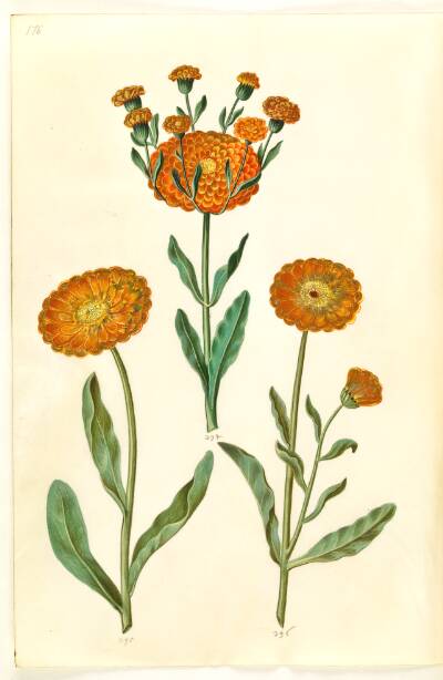 Calendula officinalis (have-morgenfrue)