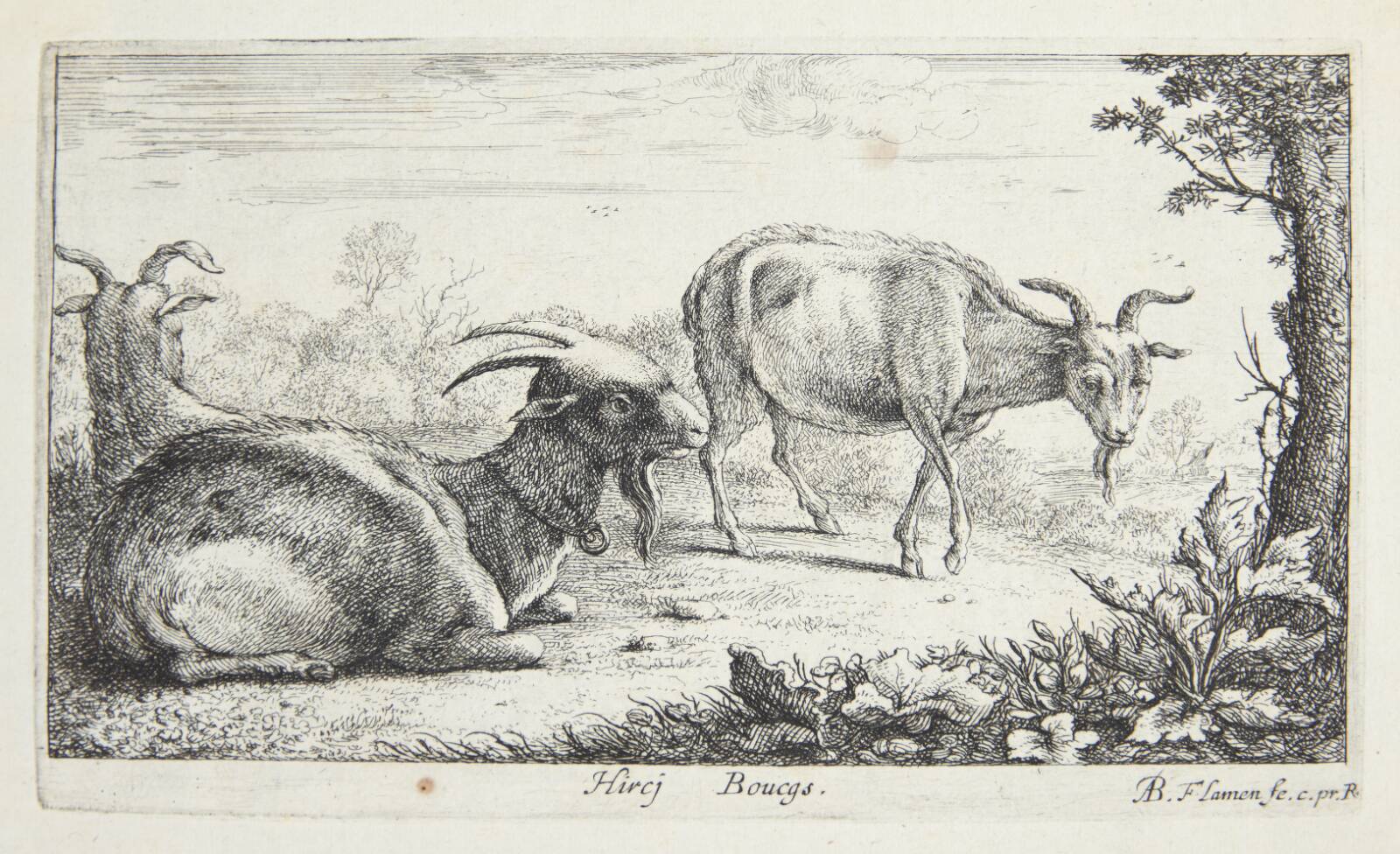 Geder, Albert Flamen, 1620-1669