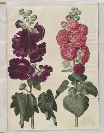 Alcea rosea (have-stokrose)