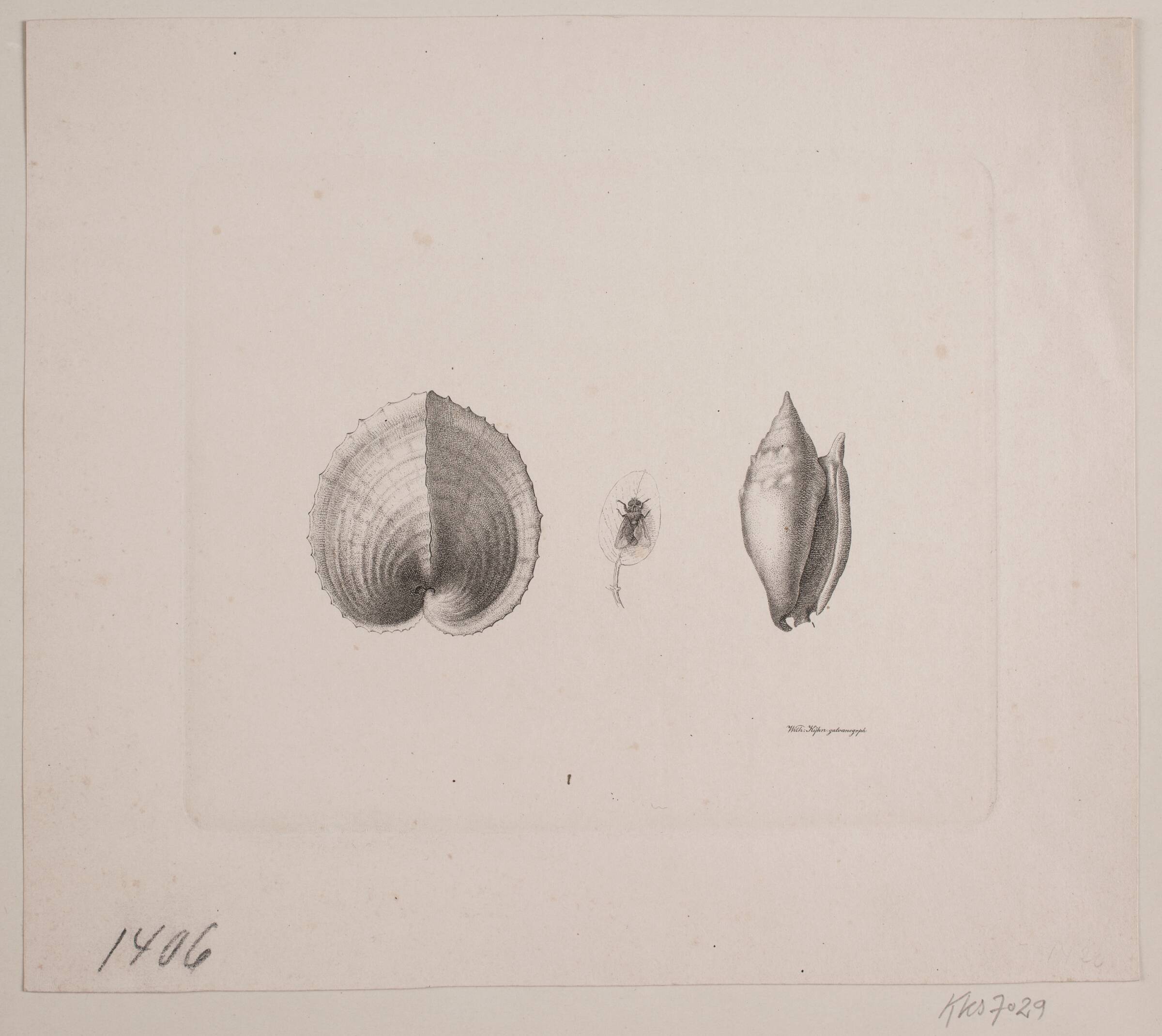 To konkylier og en flue, Vilhelm Kyhn, 1842