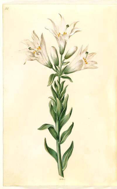 Lilium candidum (madonna-lilje)