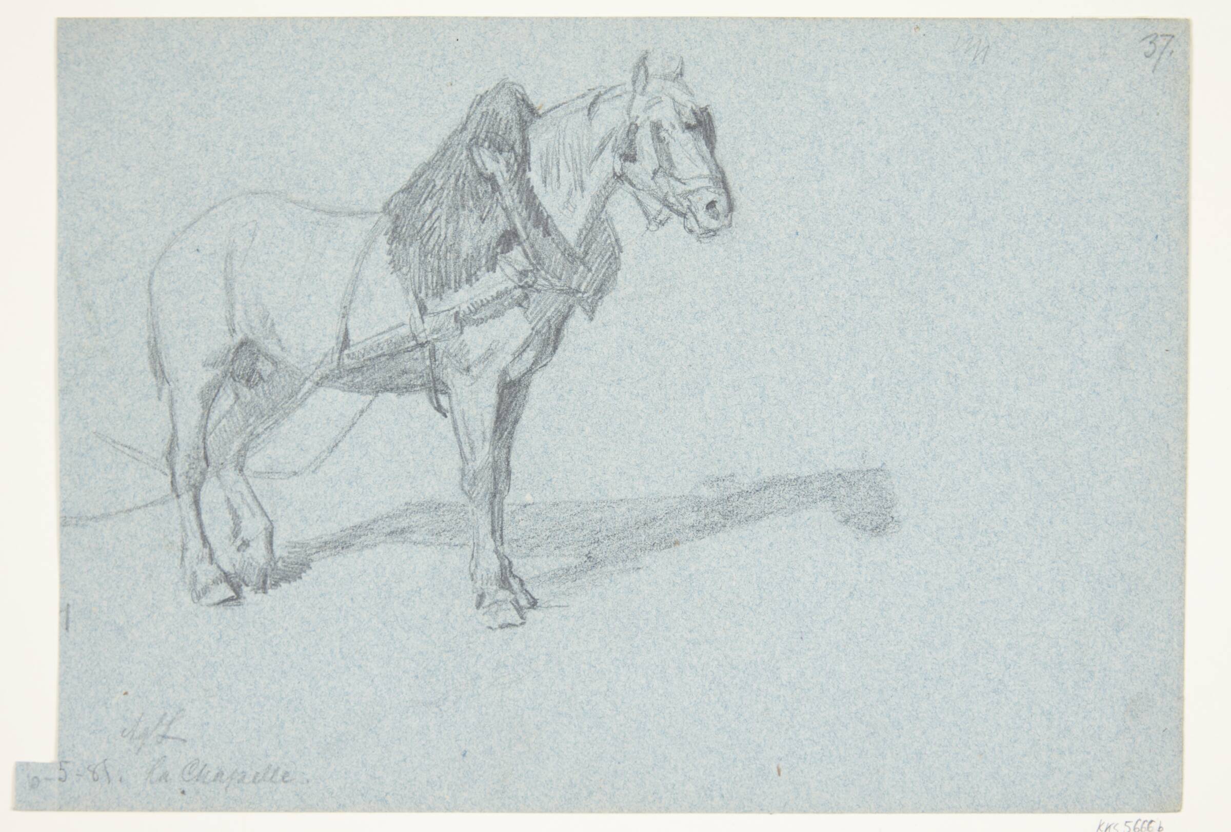 En hest, Agnes Lunn, 1881