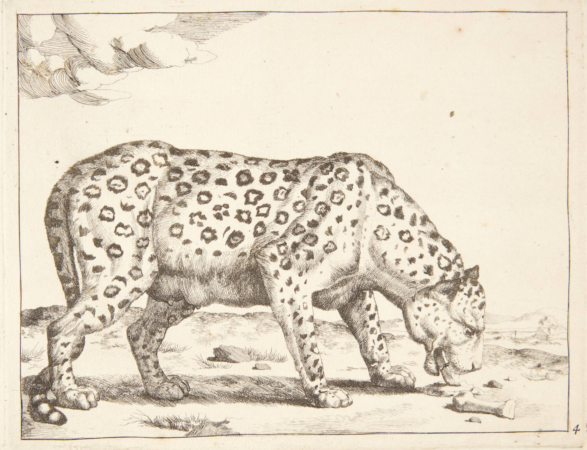 Hunleopard