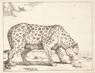 Hunleopard