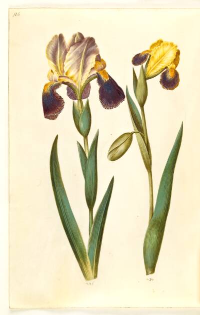 Iris ×germanica eller Iris ×sambucina (have-iris eller hylde-iris); Iris variegata (broget iris)