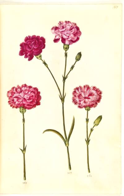 Dianthus caryophyllus (have-nellike)
