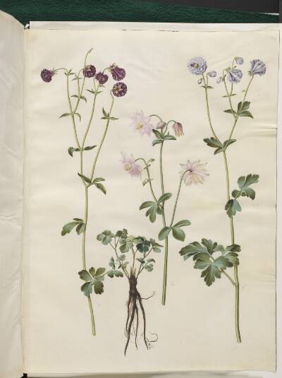 Aquilegia vulgaris (almindelig akeleje)