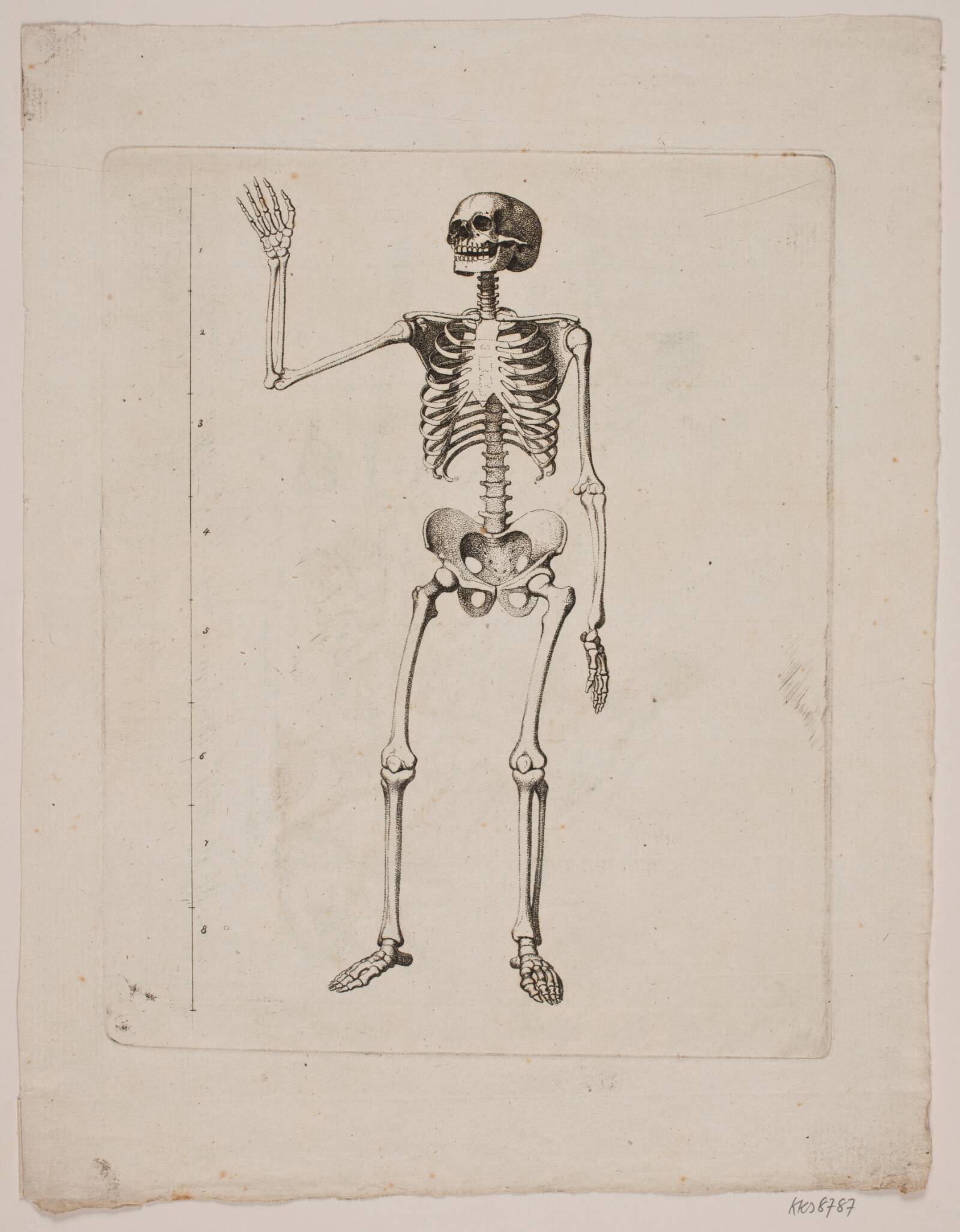 Skelet, Gerhard Ludvig Lahde, 1765-1833