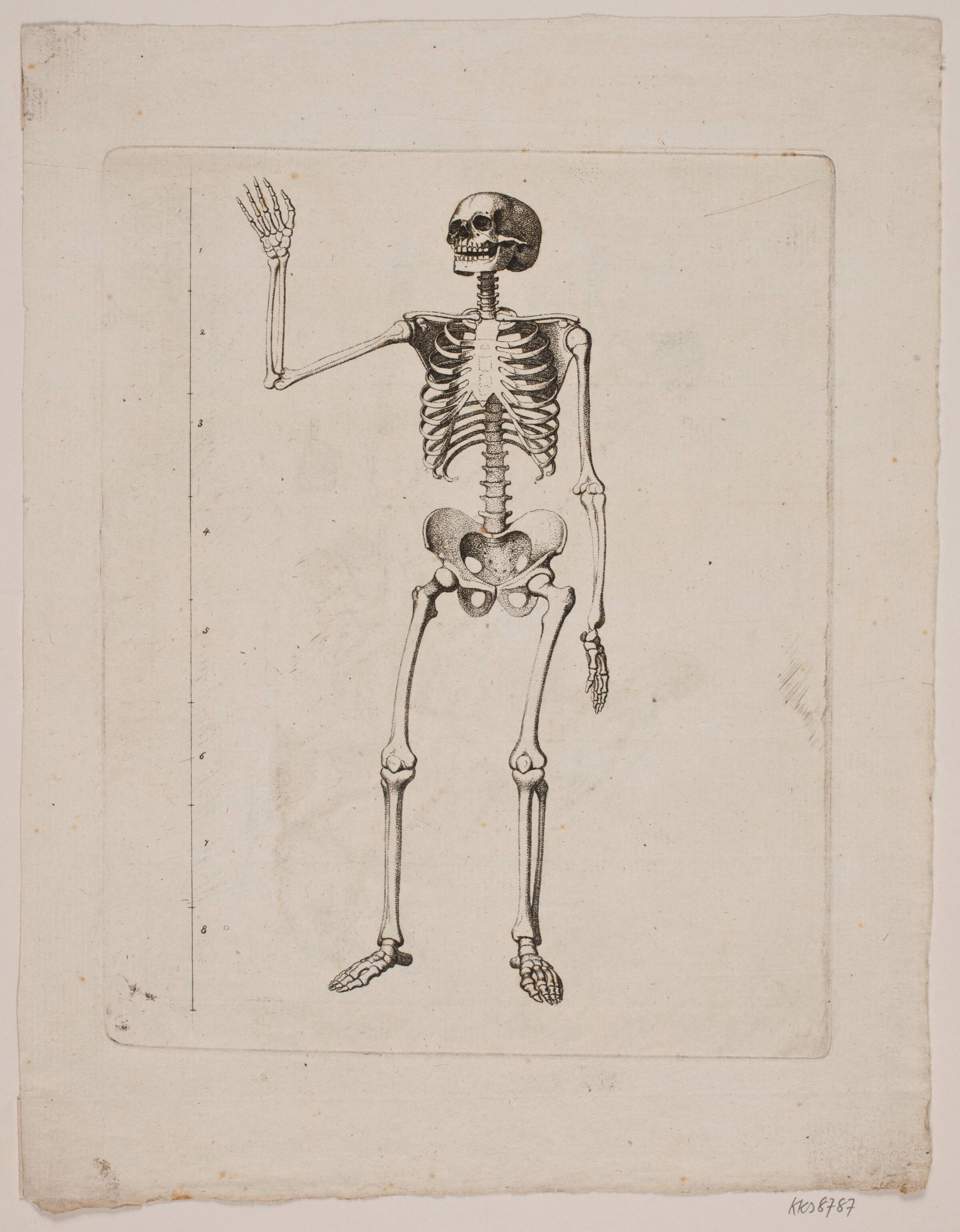 Skelet, Gerhard Ludvig Lahde, 1765-1833