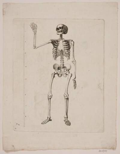 Skelet