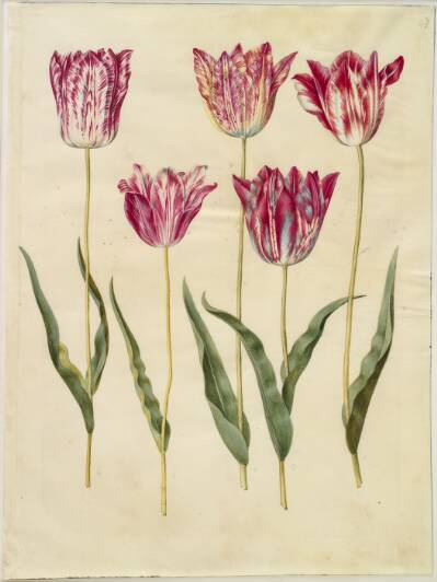Tulipa gesneriana (have-tulipan)