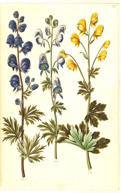 Aconitum napellus (?) (ægte stormhat); Aconitum variegatum, evt. Aconitum ×cammarum (?) (broget stormhat, evt. have-stormhat); Aconitum anthora (finbladet stormhat)