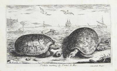 Skildpadden (Testudo marina)