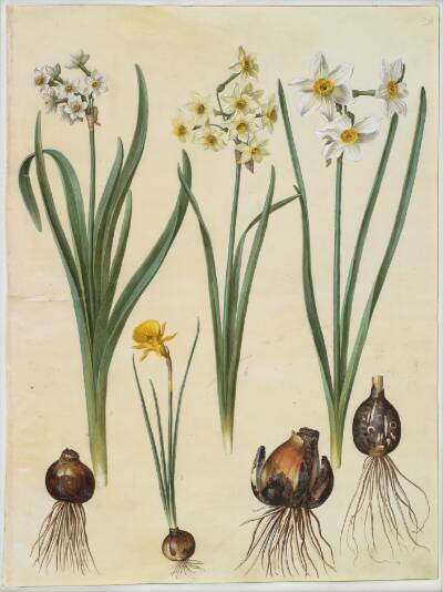 Narcissus tazetta (tazet); Narcissus ×medioluteus (toblomstret narcis); Narcissus bulbocodium (krinoline-narcis)