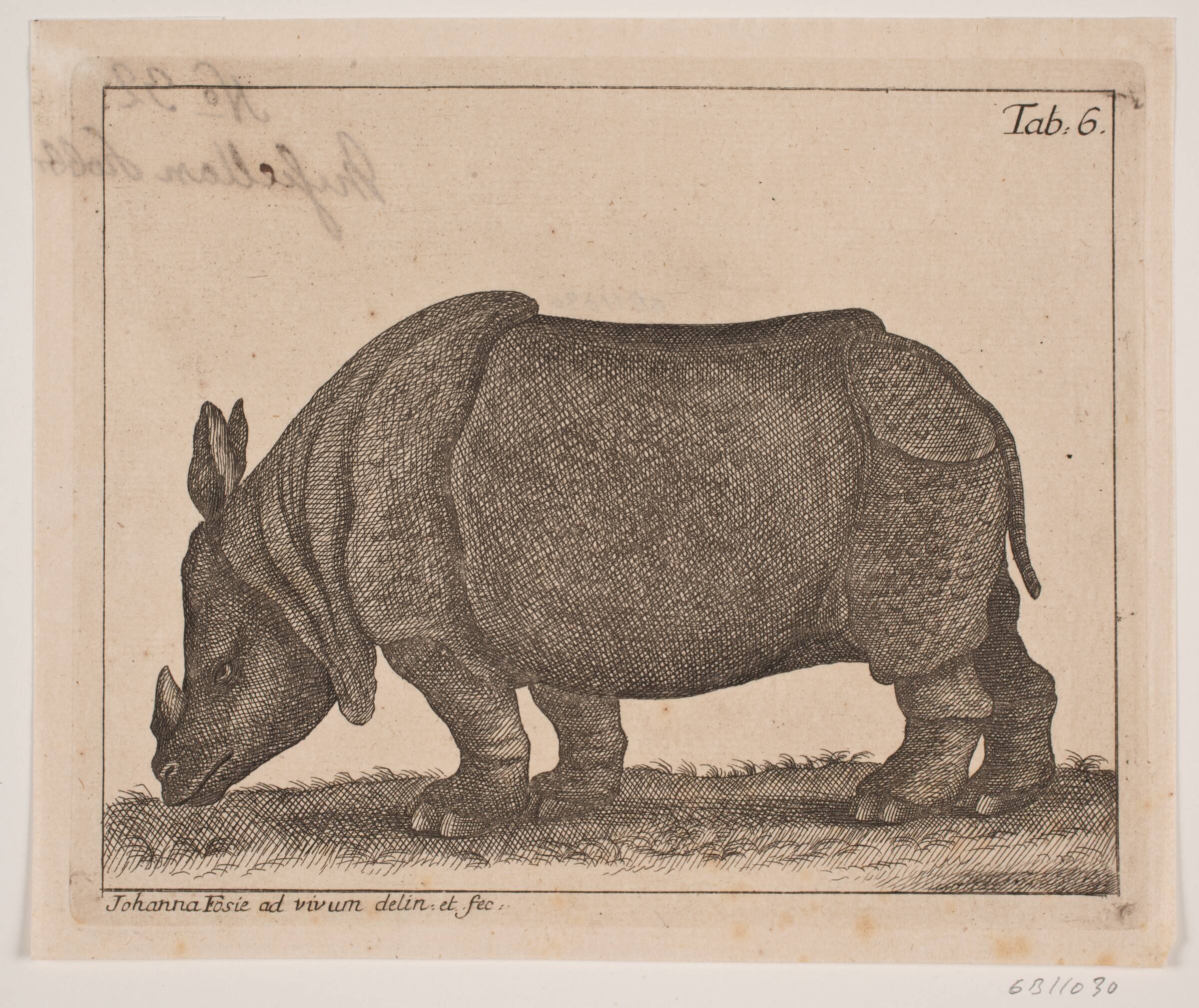 Et næsehorn, Johanna Fosie, 1740-1749