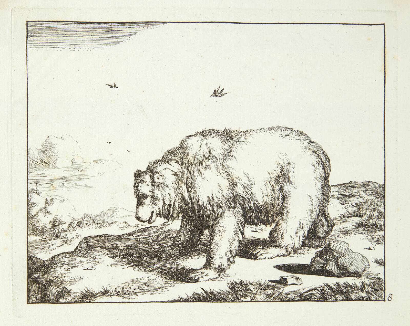 Stående bjørn, vendt mod venstre, Marcus de Bye, 1664