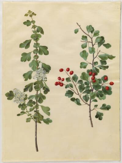 Crataegus laevigata (almindelig hvidtjørn)