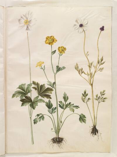 Anemone sylvestris (sommer-anemone); Ranunculus monspeliacus (silke-ranunkel); Ranunculus asiaticus (have-ranunkel)