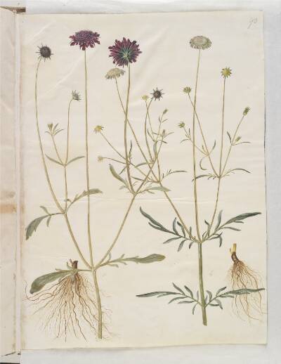 Scabiosa atropurpurea (enkeblomst); Scabiosa columbaria (due-skabiose)