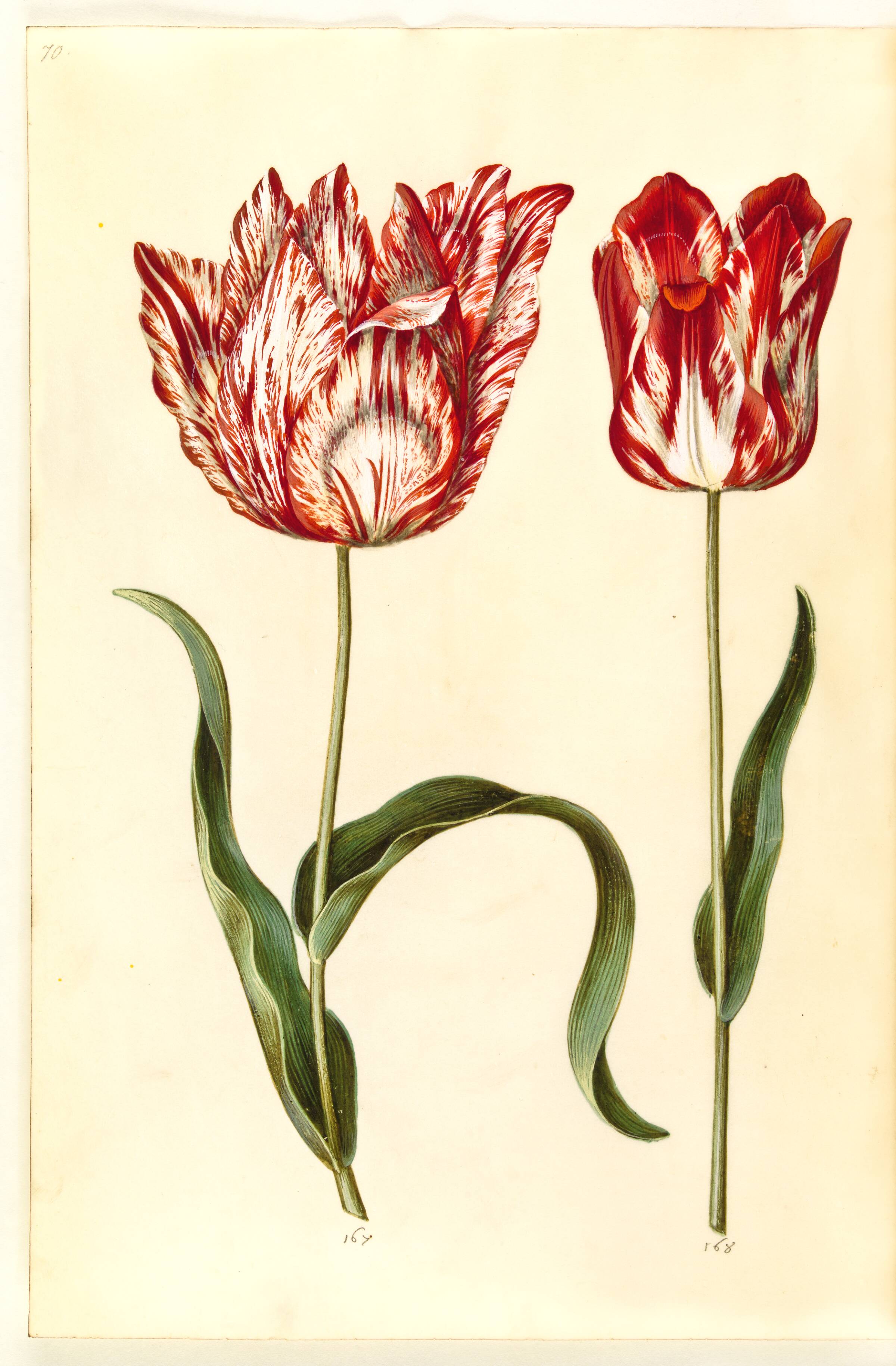 Tulipa gesneriana (have-tulipan), Hans Simon Holtzbecker, 1635-1664
