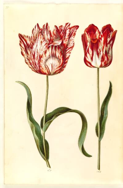 Tulipa gesneriana (have-tulipan)