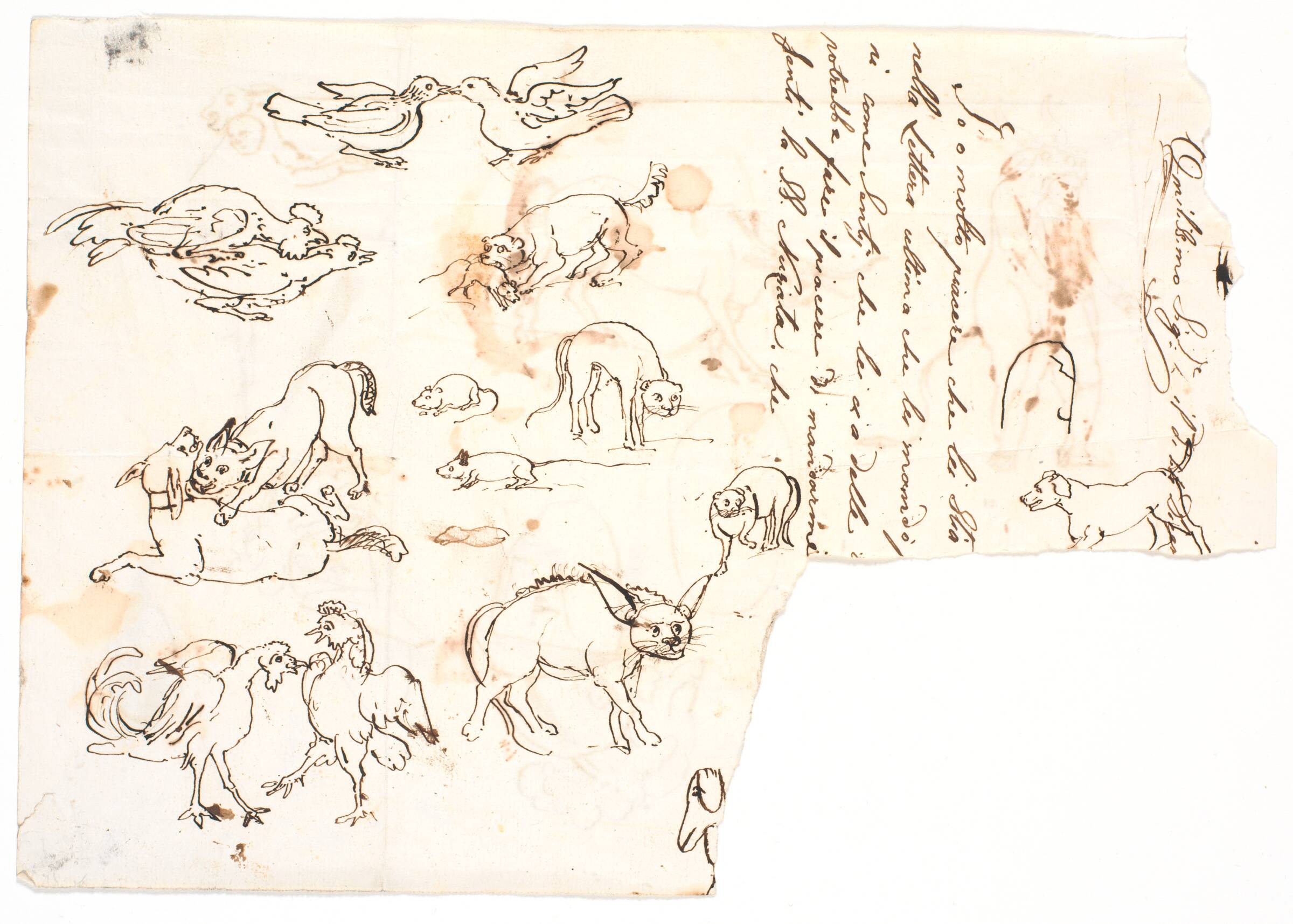 Dyretegninger samt brudstykke af brev på italiensk, Nicolai Abildgaard, 1743-1809